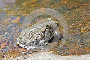 Close up of western spadefoot toad Spea hammondii