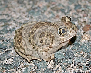 Close up of western spadefoot toad Spea hammondii on road at night