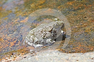 Western spadefoot toad Spea hammondii in creek