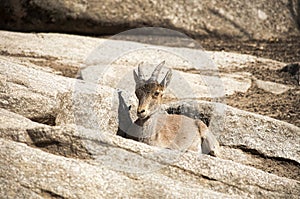 Western Spanish ibex (Capra pyrenaica victoriae)