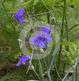 Western Spiderwort