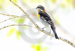 Western spindalis perched on a tree