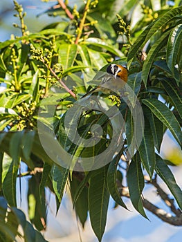 Western Spindalis Warbler