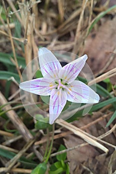 Western Spring Beauty