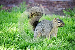 Western Squirrel