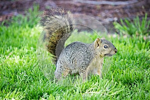 Western Squirrel