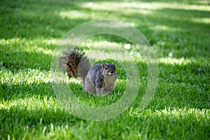 Western Squirrel