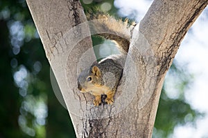 Western Squirrel