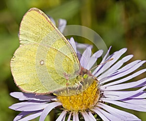 Western Sulpher flying butterfly yellow flower close-up