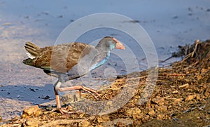 Western Swamp hen in Lake Leschenaultia