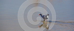 Western Swamphen crossing a shallow lagoon.