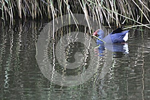 The Purple Swamphen Porphyrio porphyrio is a `swamp hen` in the rail family Rallidae. photo