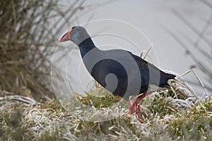 Western Swamphen running across the water edge