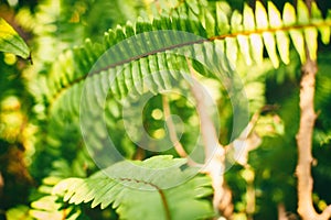 Western sword fern ,Polystichum munitum, Beautiful Ferns leaf in Forest photo