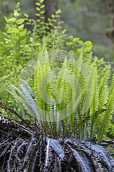 Western sword fern Polystichum munitum, Carmanah Walbran Provincial Park, British Columbia photo