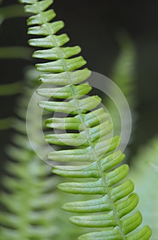 Western sword fern Polystichum munitum, Carmanah Walbran Provincial Park, British Columbia photo