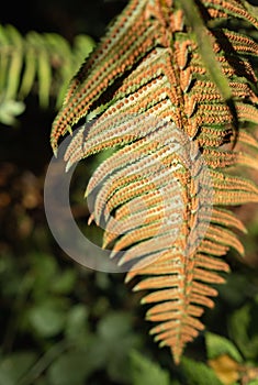 Western swordfern plant Polystichum munitum growing in the woods of Vancouver Island, British Columbia, Canada photo