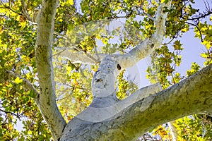 Western Sycamore tree Platanus racemosa seen from below, California photo