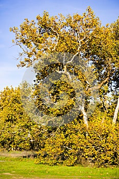 Western Sycamore tree Platanus racemosa, Sycamore Grove Park, Livermore, San Francisco bay area, California