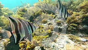 Western Talma fish at Witton Bluff (South Australia).