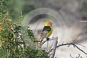 Western tanager Piranga ludoviciana in desert of California photo