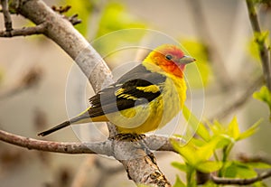 Western Tanager in a Colorado Forest photo