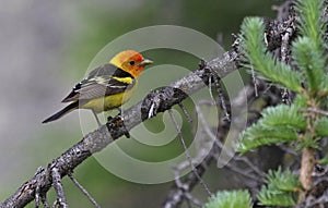 Western Tanager Male