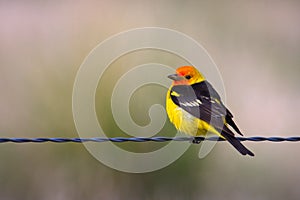 Western Tanager, Montana