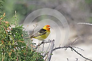 western tanager Piranga ludoviciana in desert photo