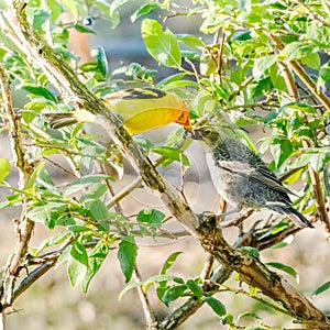 Western Tanager, Piranga ludoviciana, feeds parasitic Brown-headed Cowbird, Molothrus ater fledging