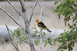 Western tanager Piranga ludoviciana 2 photo