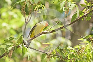 Western Tanager Piranga ludoviciana In Spring photo