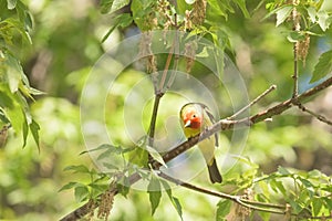 Western Tanager Piranga ludoviciana In Spring photo