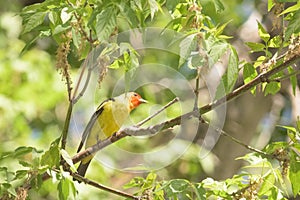 Western Tanager Piranga ludoviciana In Spring photo