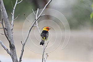 Western tanager Piranga ludoviciana photo