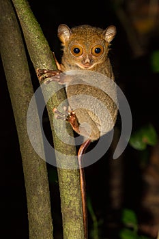 Western Tarsier of Borneo