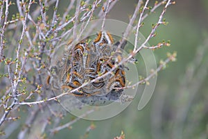 Western Tent Caterpillar on bitterbrush