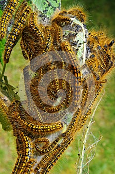 Western Tent Caterpillar infestation photo