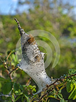 Western Tent Caterpillars (Malacosoma californica