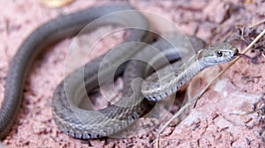 Western Terrestrial Garter Snake - Thamnophis elegans