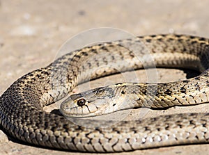 Western Terrestrial Garter Snake (Thamnophis elegans) Coiled on Ground