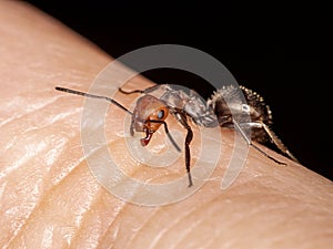 Western thatching ant, Formica obscuripes, biting a person`s finger