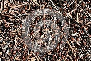 Western Thatching Ants