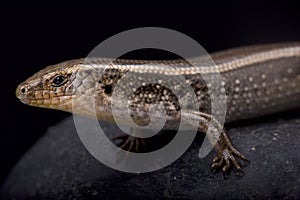 Western three-toed skink, Chalcides striatus photo