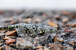 Western tiger salamander from Alberta, Canada