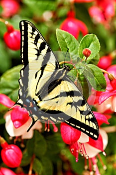 A Western Tiger Swallow tail butterfly, Papilio rutulus, on a fuchsia plant.