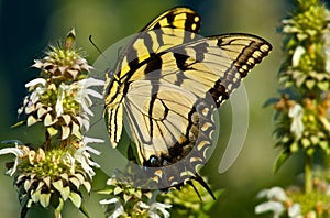 Western Tiger Swallowtail Butterfly