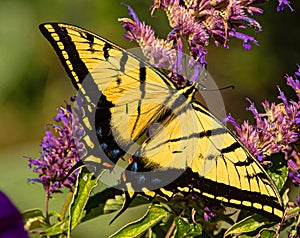 Western Tiger Swallowtail Butterfly on Colorado Purple Wildflowers, Montrose Botanic Gardens, Colorado photo