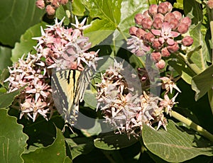 Western Tiger Swallowtail Butterfly on Common Milkweed Flower