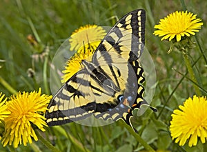 Western Tiger Swallowtail Butterfly dandelion wildflowers